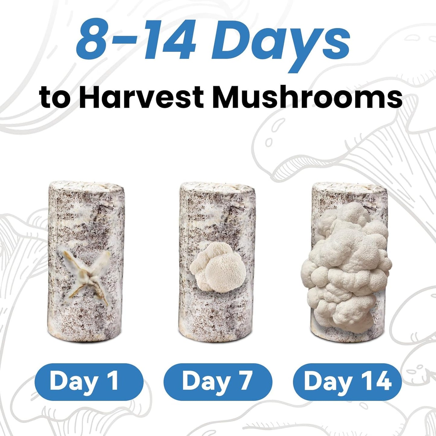 Large Organic Lion'S Mane Mushroom Growing Kit (4Lbs), Double-Side Mushroom Grow