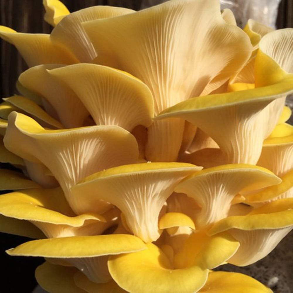 100 Golden Oyster Mushroom Plug Spawn to Grow Gourmet Medicinal Mushrooms at Hom