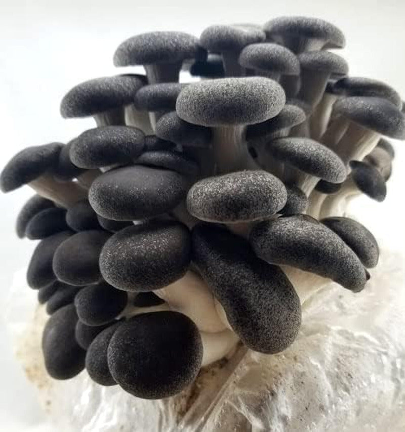 5 Pack Oyster Mushroom Liquid Cultures - Live Mycelium - Black, Blue, King, Pear