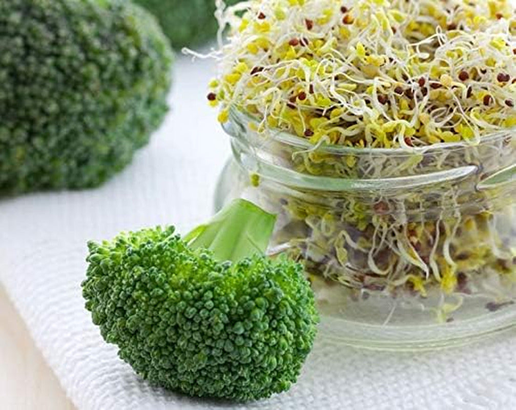 Broccoli Seeds for Sprouting, 2.5 Pounds – Vegan, Kosher, Sirtfood, Bulk. Rich i