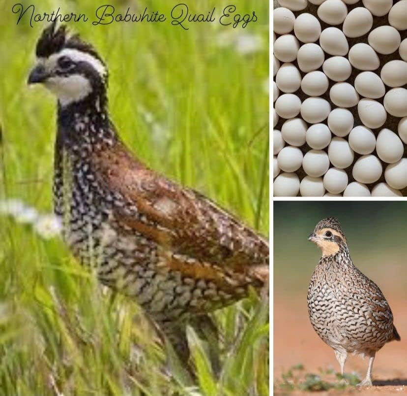 Northern Bobwhite Quail Hatching Eggs