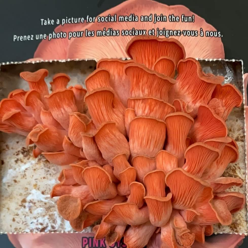 Pink Oyster Mushroom Grow Kit - Grow Your Own Mushrooms at Home - Harvest in Jus