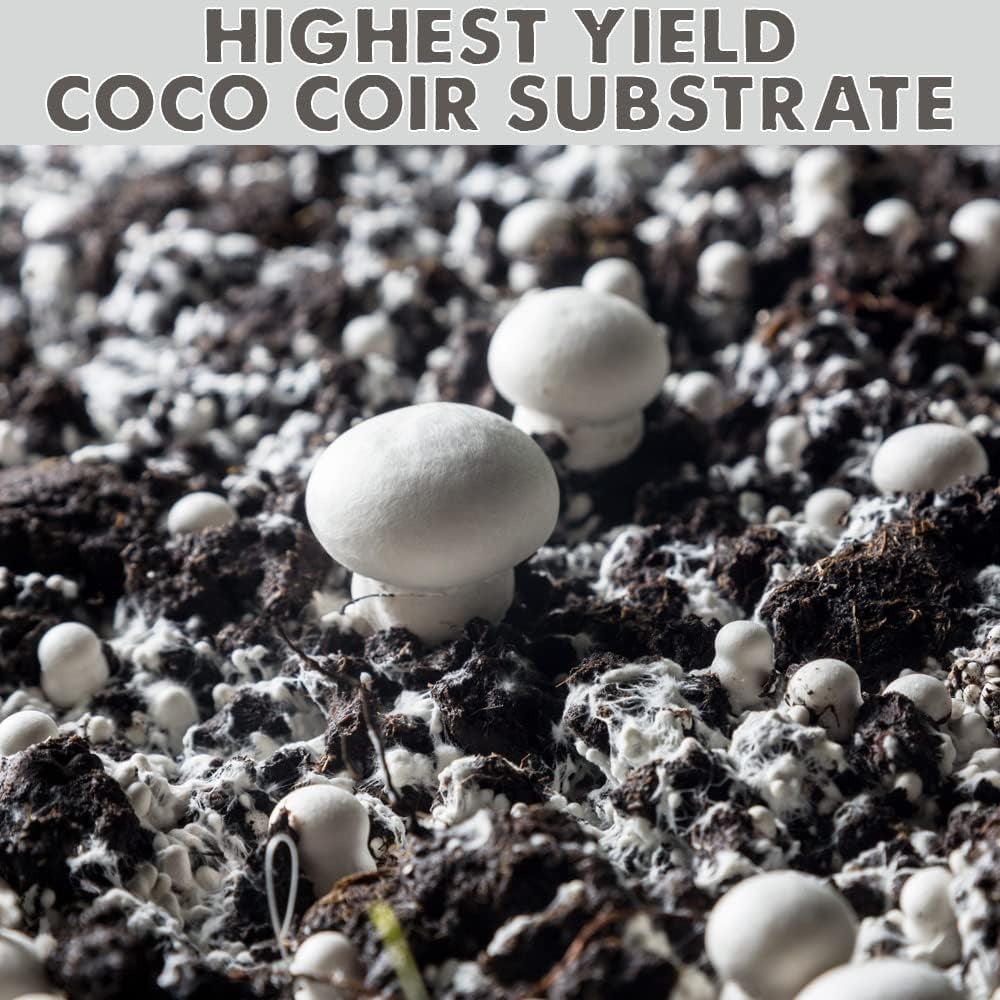 Evviva Sciences All-In-One Mushroom Grow Bag with Coco Coir & Rye Berry Grains,