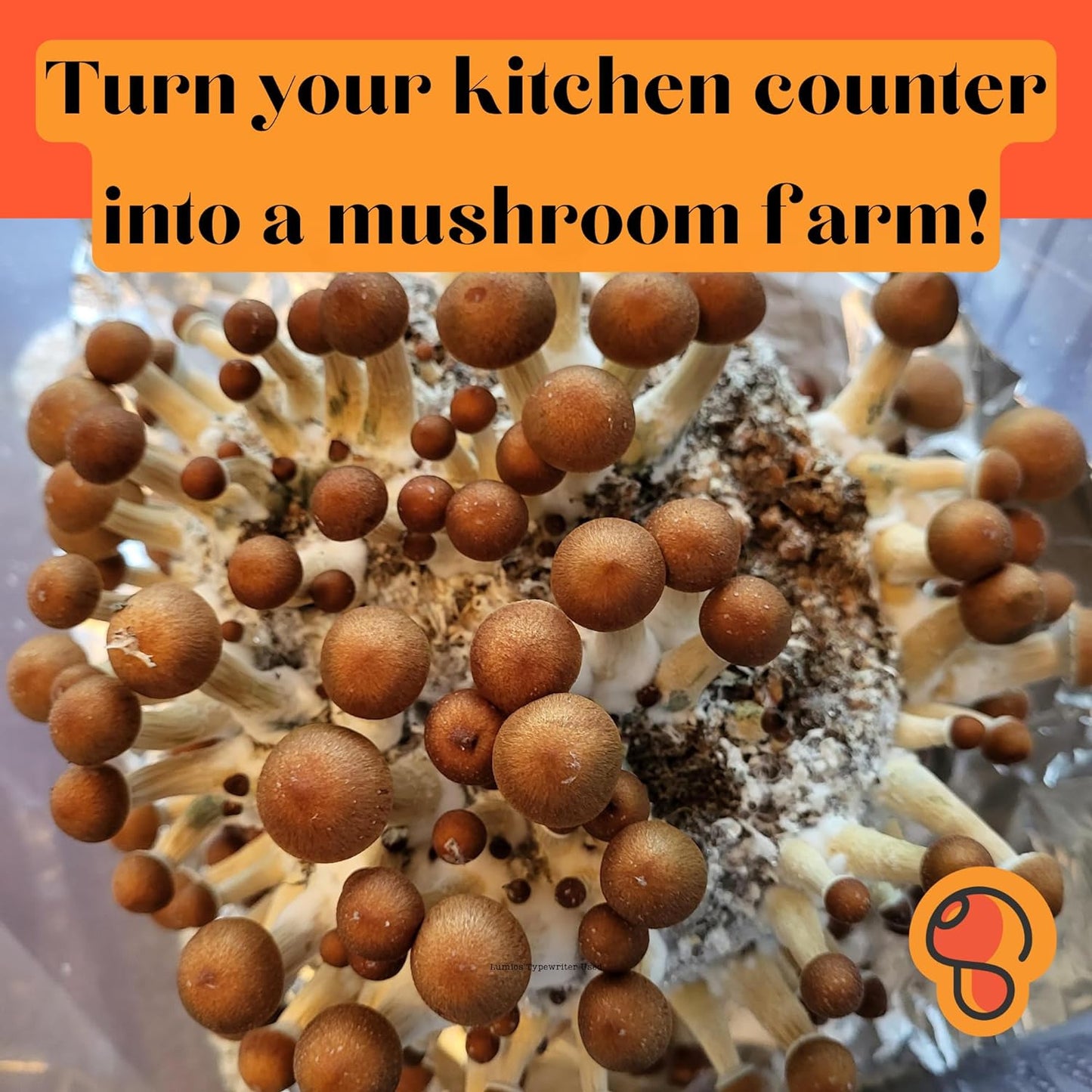 Mushroom Grow Bag | All-In-One Mushroom Grow Kit | Sterile 4Lb Grain and Substra