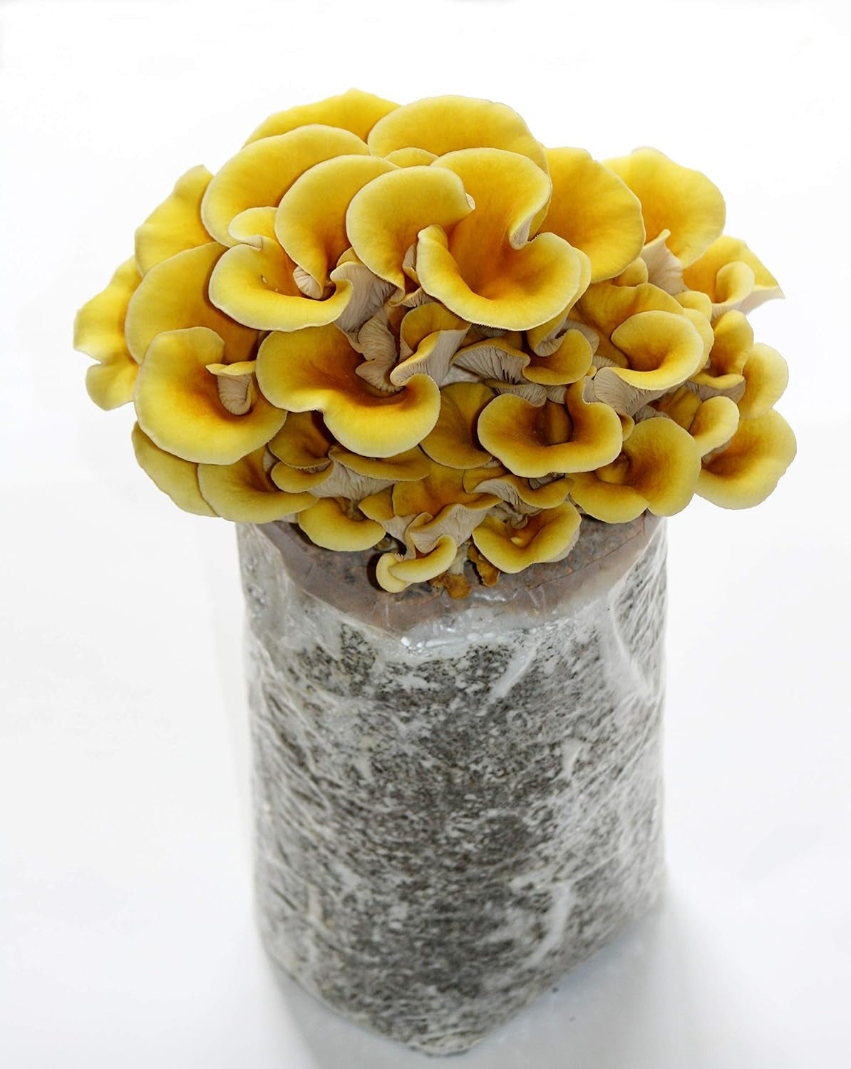 —Golden Oyster Mushroom Grow Kit