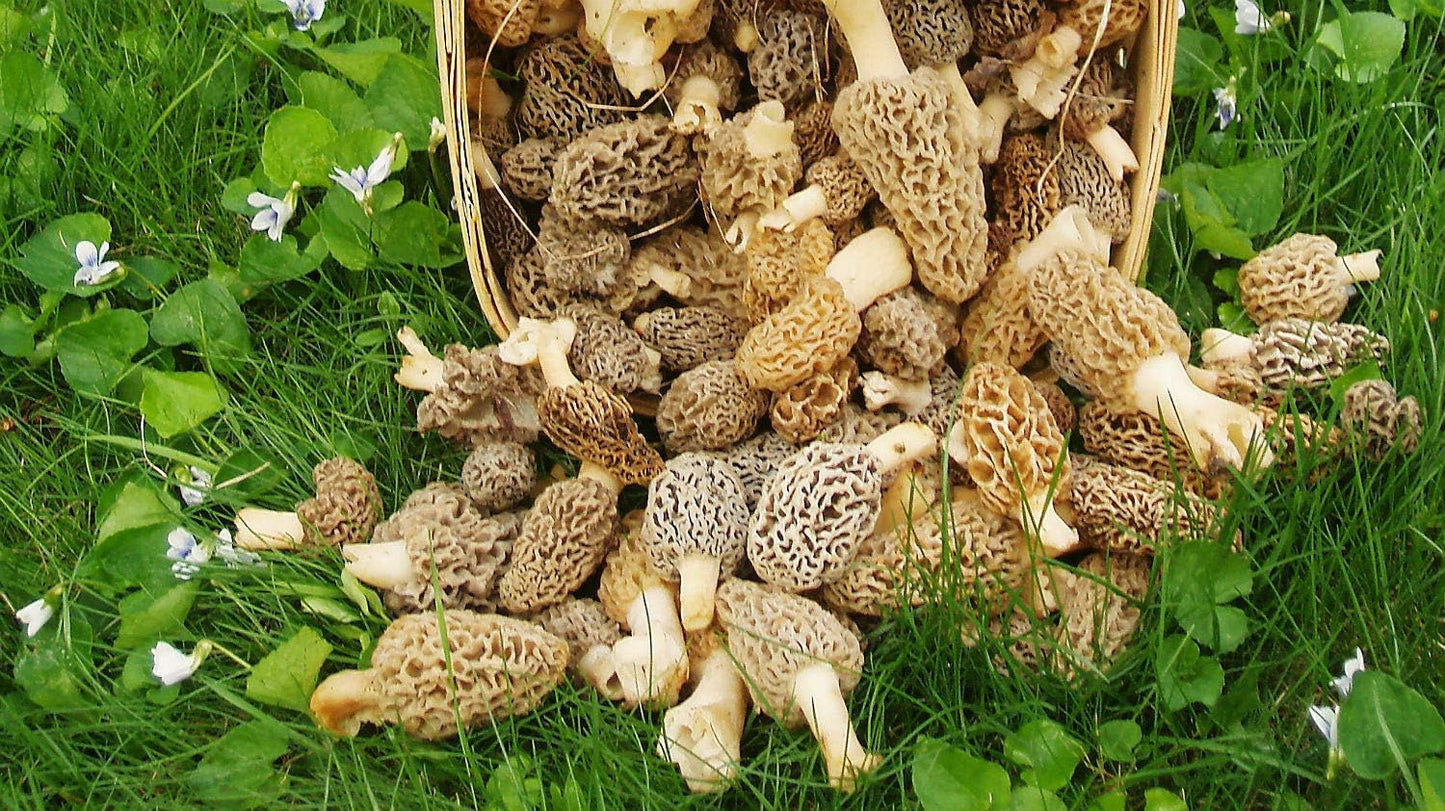 | Morel Mushrooms Spores 40 Grams in Sawdust Bag - Morchella Esculenta, True Mor