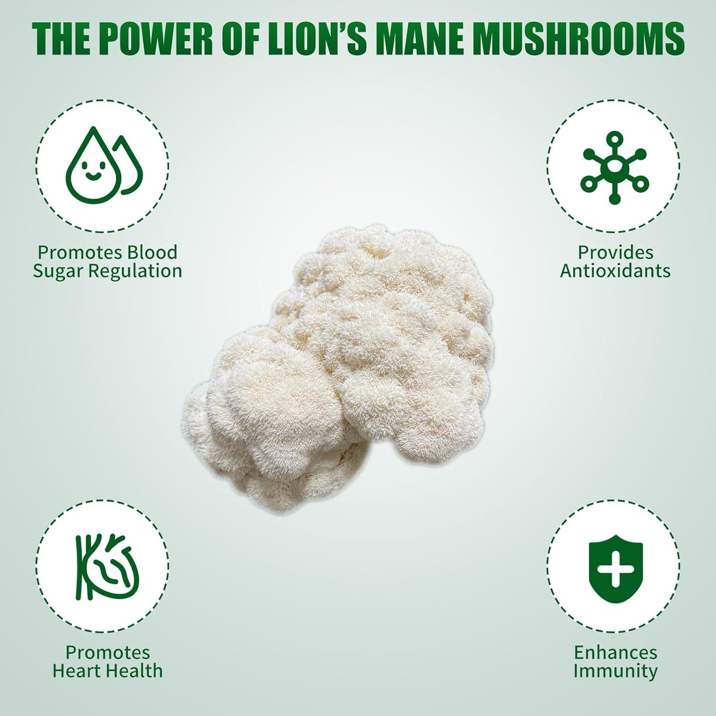 Large Mushroom Growing Kit, Organic Lions Mane Grow Kit, Fresh Gourmet Mushrooms