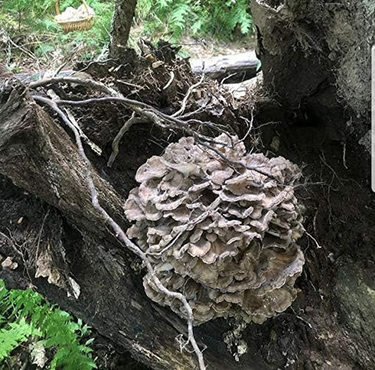 100 Maitake Mushroom Spawn Plugs to Grow Gourmet and Medicinal Mushrooms at Home