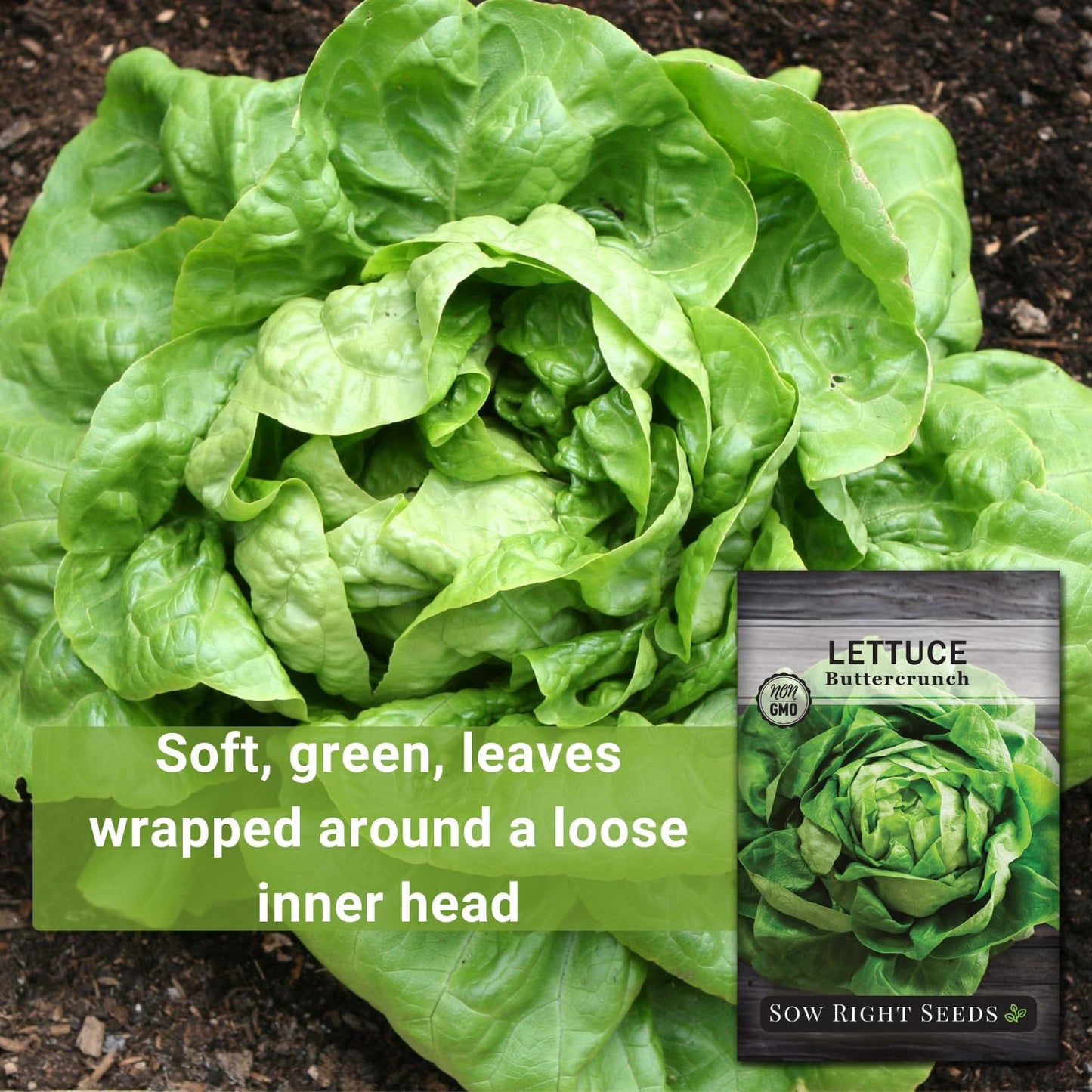 - Buttercrunch Lettuce Seeds for Planting - Non-Gmo Heirloom Packet with Instruc