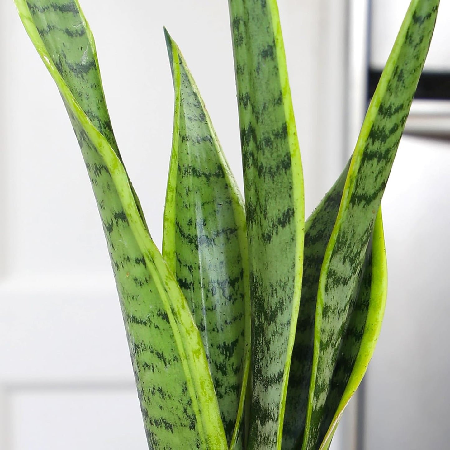 Live Snake Plant, Sansevieria Trifasciata Laurentii, Fully Rooted Indoor House P