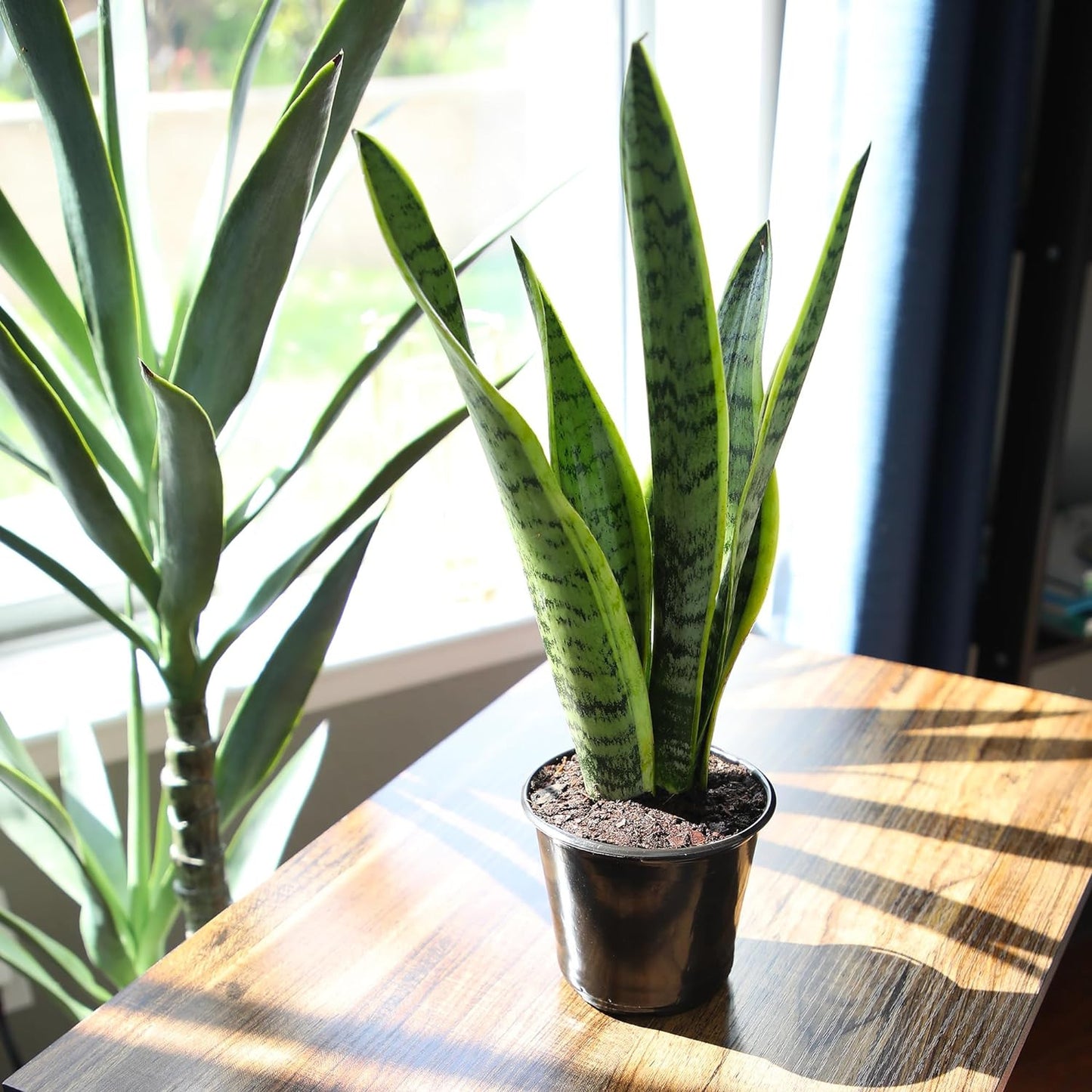 Live Snake Plant, Sansevieria Trifasciata Laurentii, Fully Rooted Indoor House P