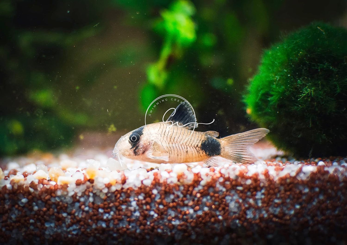 5 Panda Corydoras, Panda Corycats, Freshwater Aquarium Catfish, Live Aquarantee