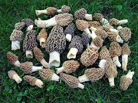 Morel Mushroom Spores Seeds Spore Grow Kit Makes 5 Gals Gourmet