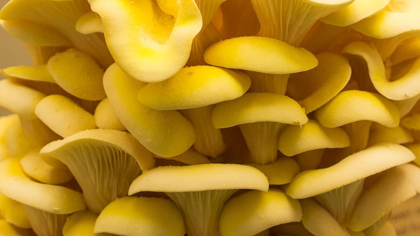 OG | Oyster Mushroom Grow Kit | Yellow Oyster Mushroom |Reusable | Easy to Use|