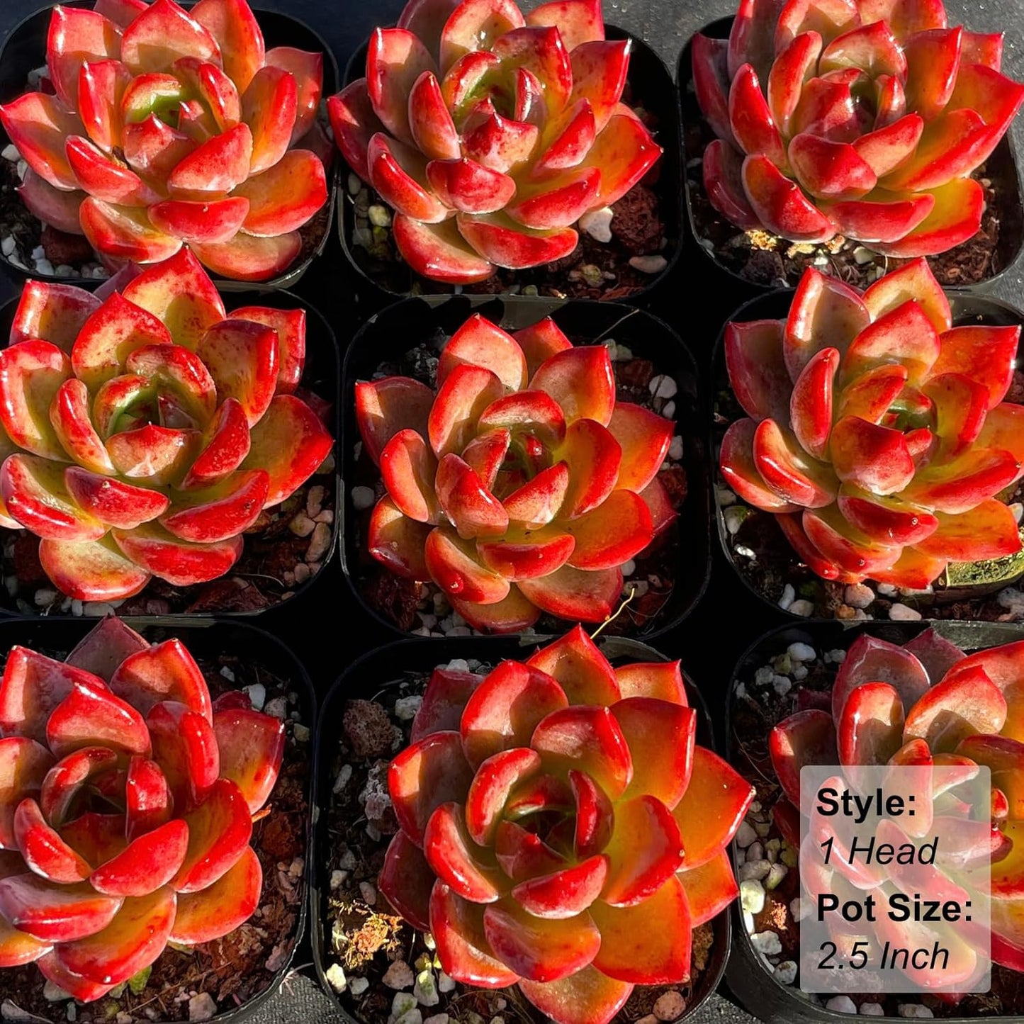 Echeveria Daredevil Rare Live Succulent Plants, Red 1 Head 2.5" Live Plant, Pack