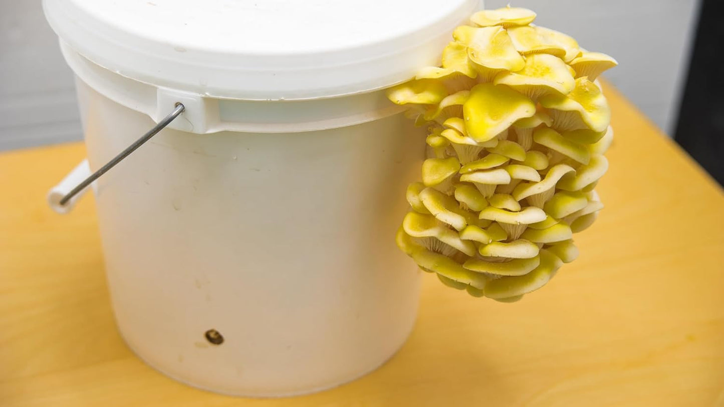 OG | Oyster Mushroom Grow Kit | Yellow Oyster Mushroom |Reusable | Easy to Use|