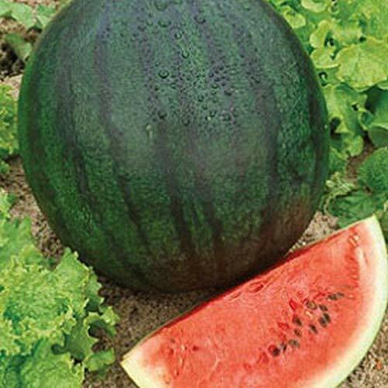 Sugar Baby Watermelon Seeds | Heirloom - Non-Gmo | Free Shipping | 1043