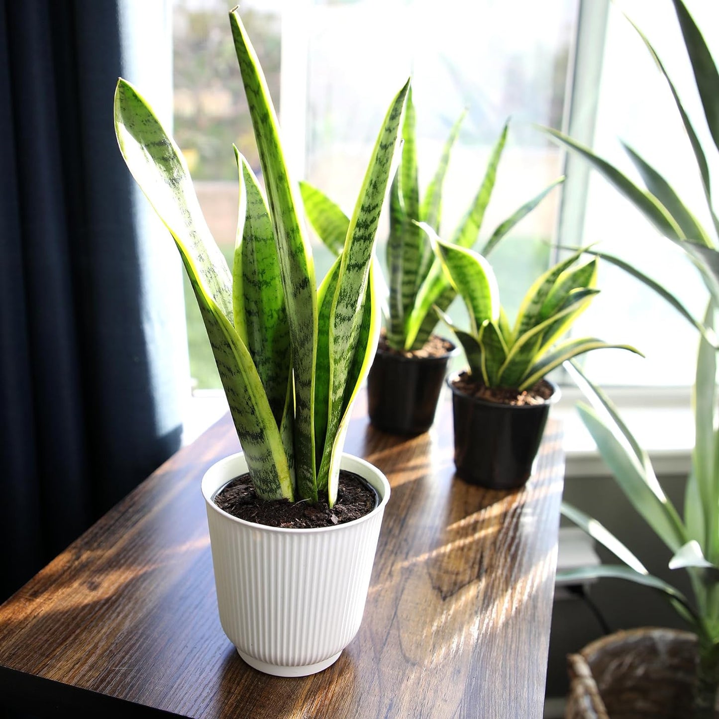 Live Snake Plant, Sansevieria Trifasciata Laurentii, Fully Rooted Indoor House P