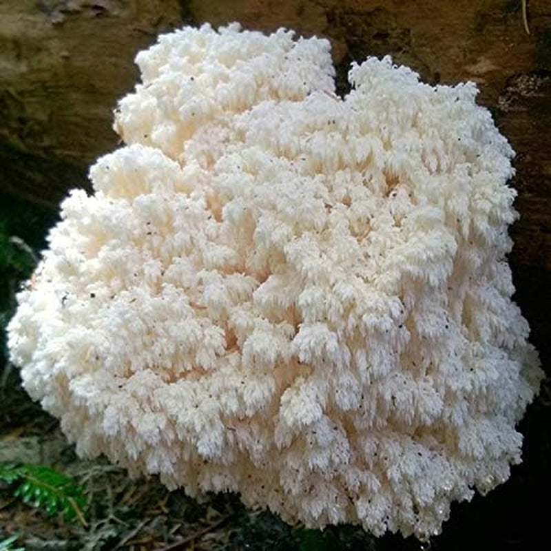 Gourmet and Medicinal Mushroom Cultures (Bear'S Head Mushroom (Hericium Abietis)