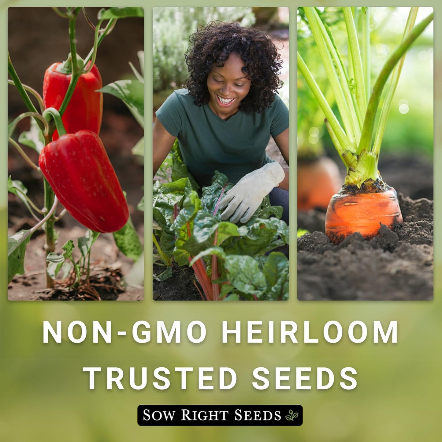 - Beefsteak Tomato Seeds for Planting - Non-Gmo Heirloom Packet with Instruction