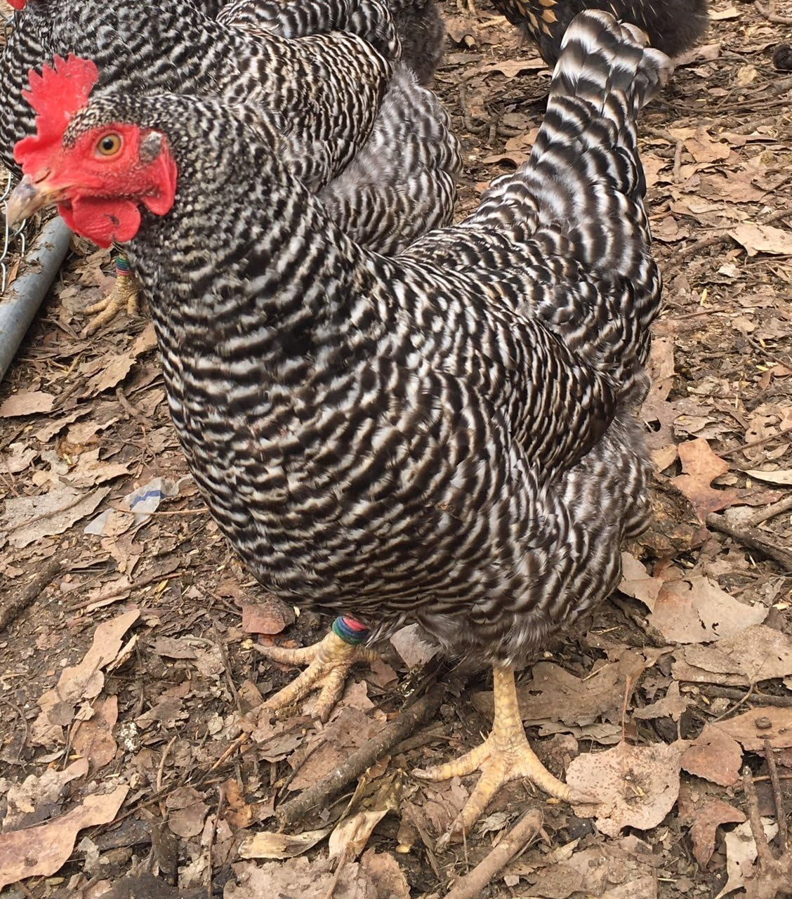 Chicken Hatching Eggs Raised on Organic (12 Eggs)