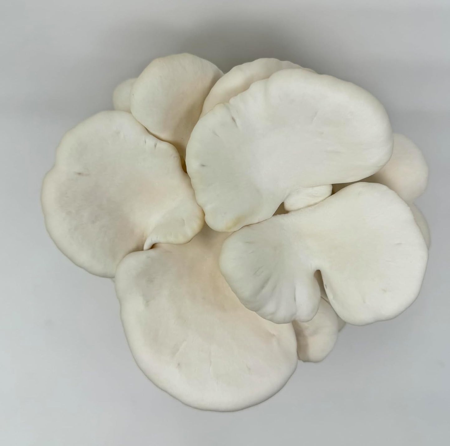 Specialty Trio Oyster Mushroom Grow Kit 3-Pack Variety - Beginner Friendly & Eas