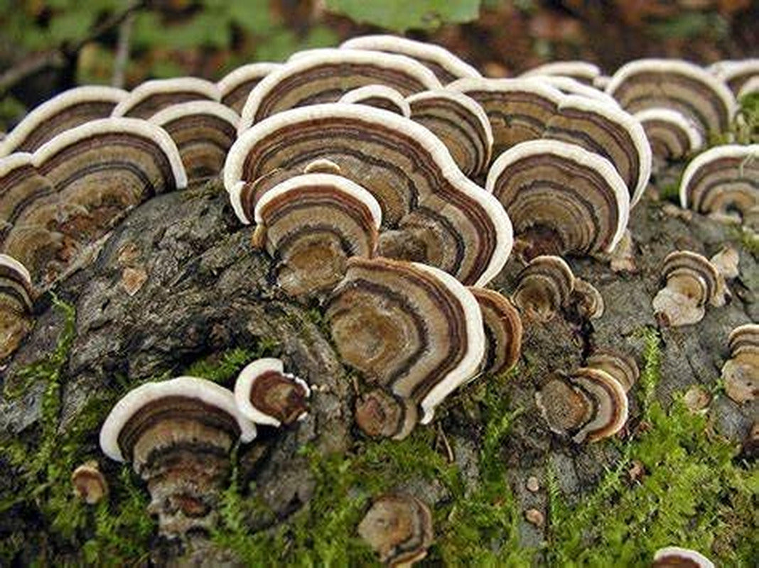 100 Turkey Tail Mushroom Plug Spawn to Grow Gourmet Medicinal Mushrooms at Home