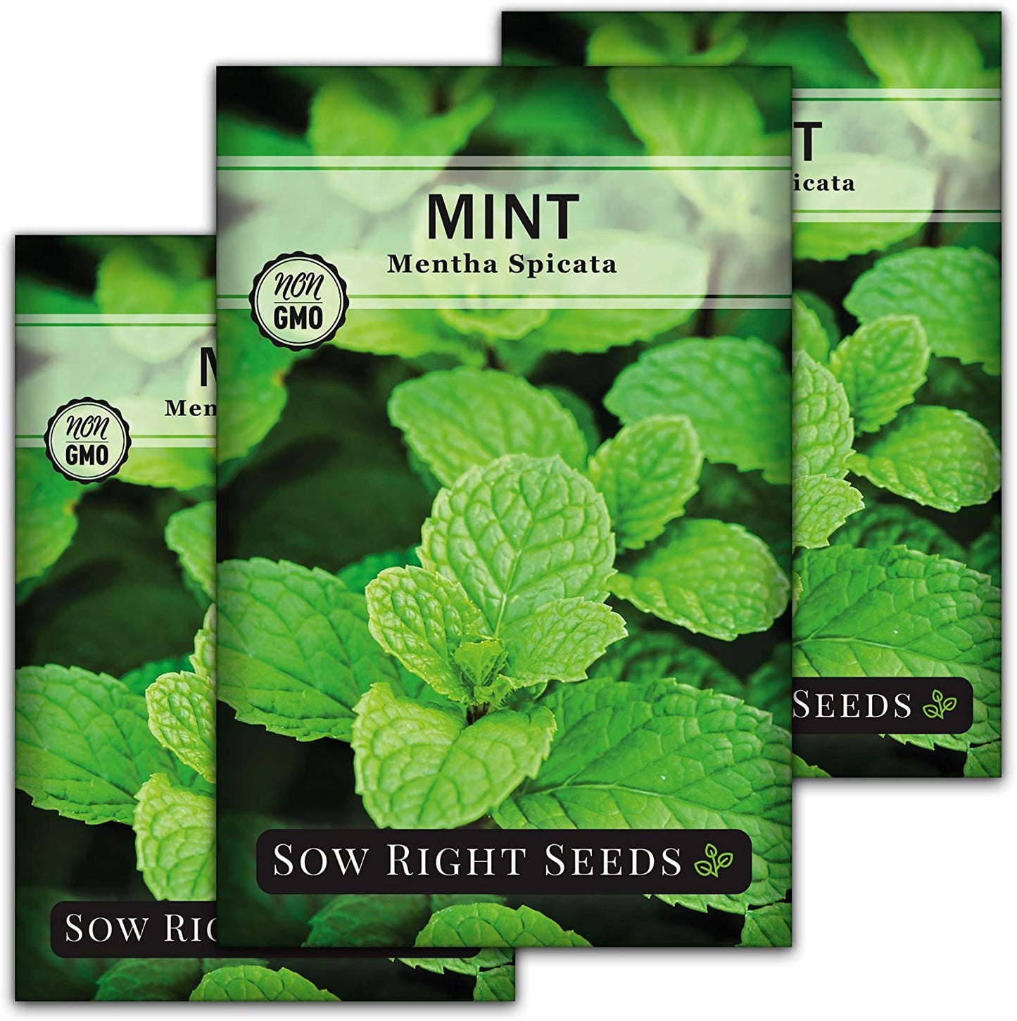 - Mint Seed for Planting - Non-Gmo Heirloom Packet with Instructions to Plant an