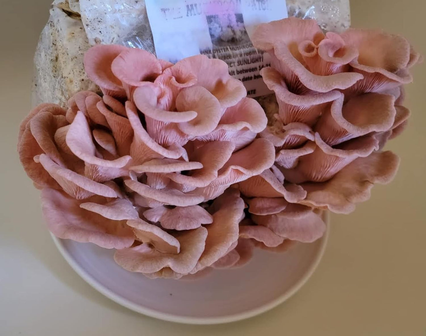 Mushroom Man LLC, Giant Pink Oyster Mushroom Kit