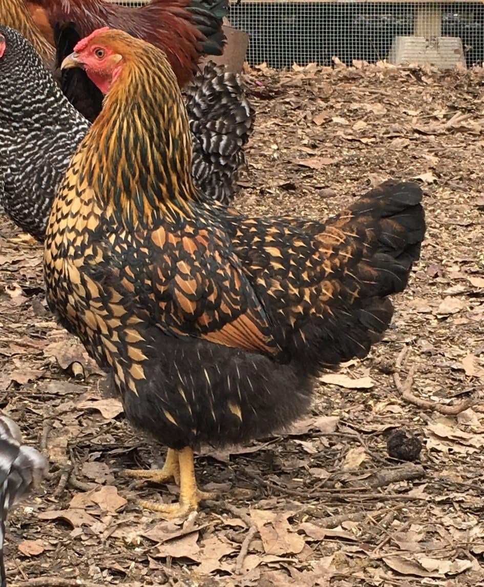 Chicken Hatching Eggs Raised on Organic (12 Eggs)