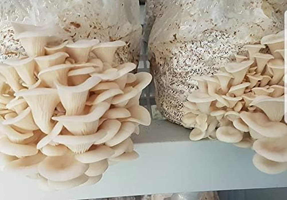 100 Grams/4 Oz of White Elm Oyster Mushroom Spawn Mycelium to Grow Gourmet and M