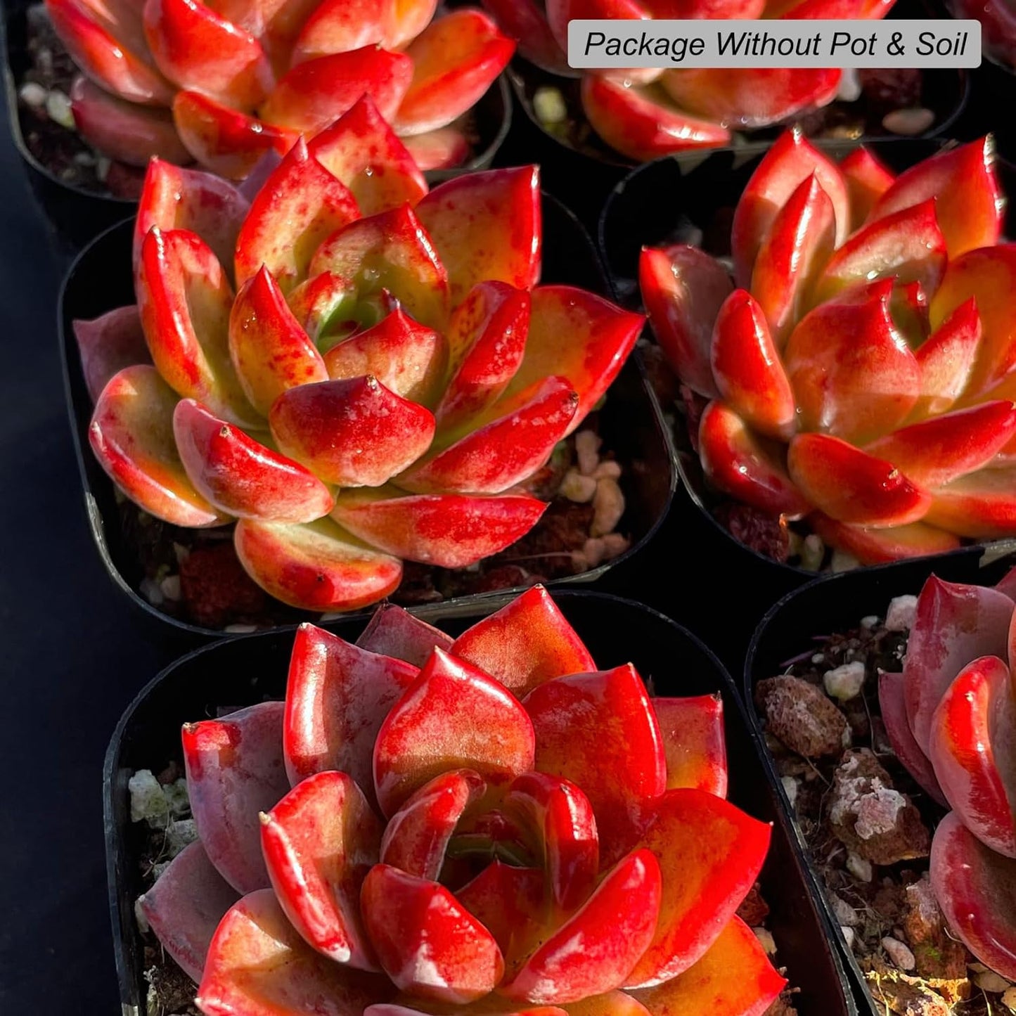 Echeveria Daredevil Rare Live Succulent Plants, Red 1 Head 2.5" Live Plant, Pack