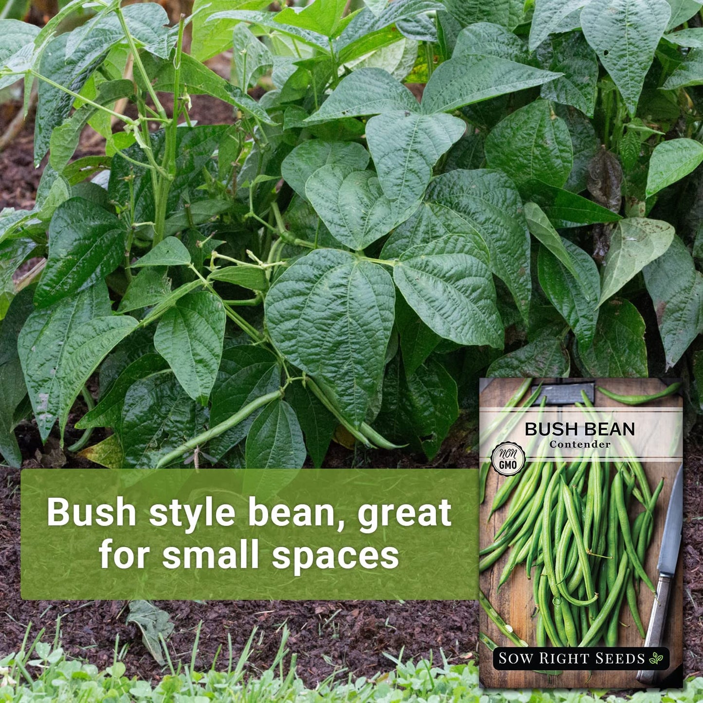 - Contender Bush Bean Seeds for Planting - Non-Gmo Heirloom Packet with Instruct