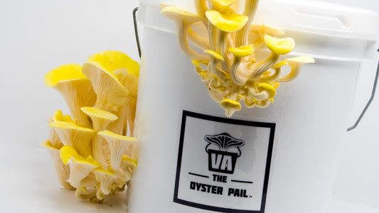 OG | Oyster Mushroom Grow Kit | Yellow Oyster Mushroom |Reusable | Easy to Use|