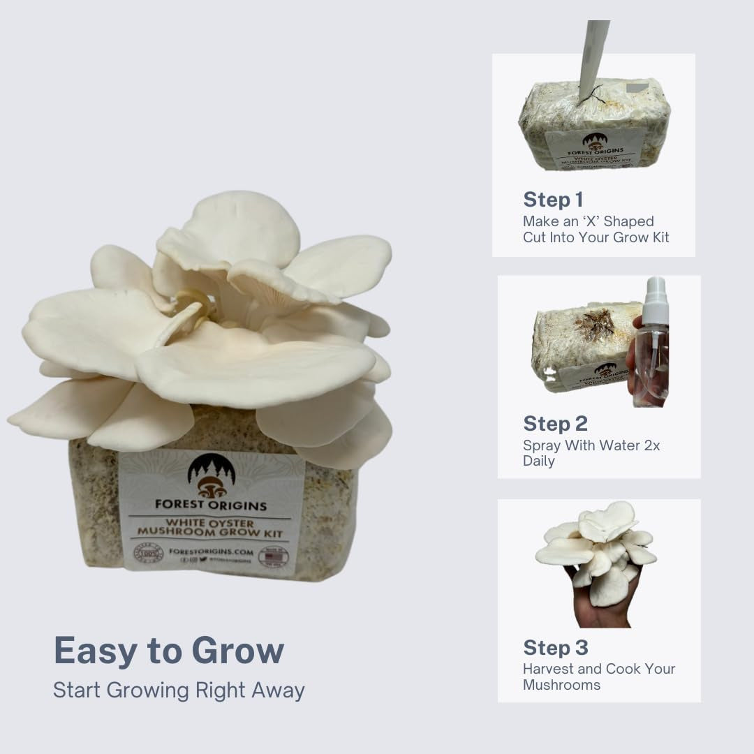 White Oyster Mushroom Grow Kit, Beginner Friendly & Easy to Use, Grows in 10 Day