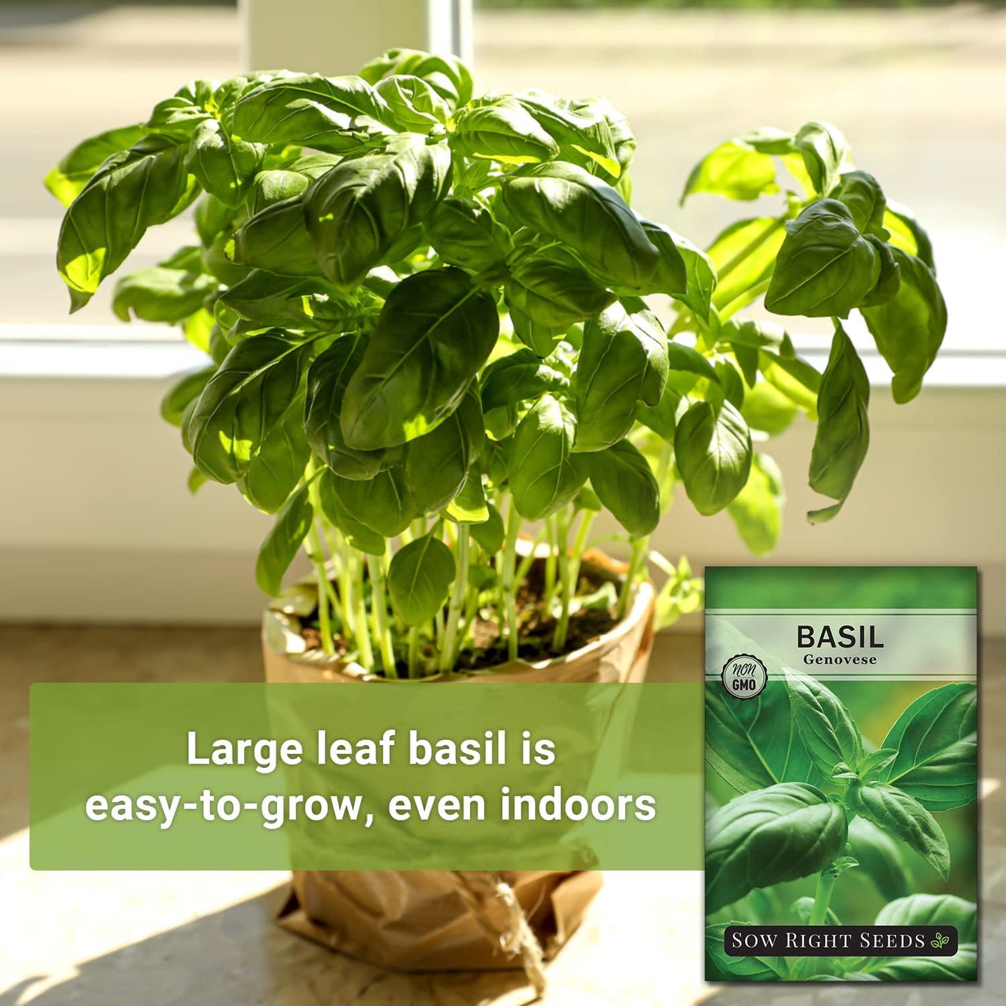 - Genovese Sweet Basil Seed for Planting - Heirloom, Non-Gmo with Instructions t