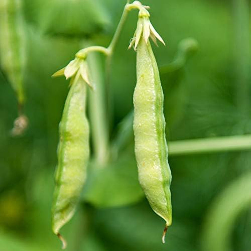 Organic Garden Yellow Pea Seeds - 1 Lb ~2,000 Seeds - Non-Gmo Heirloom Yellow Sp