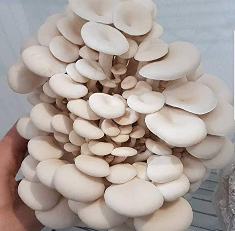 100 Grams/4 Oz of White Elm Oyster Mushroom Spawn Mycelium to Grow Gourmet and M