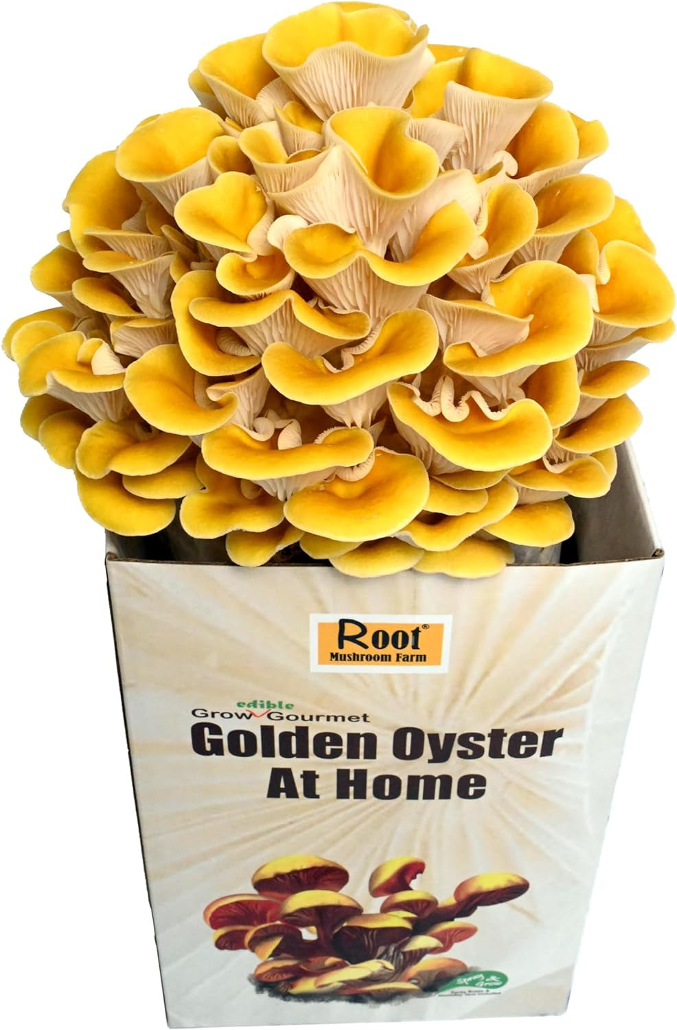 —Golden Oyster Mushroom Grow Kit