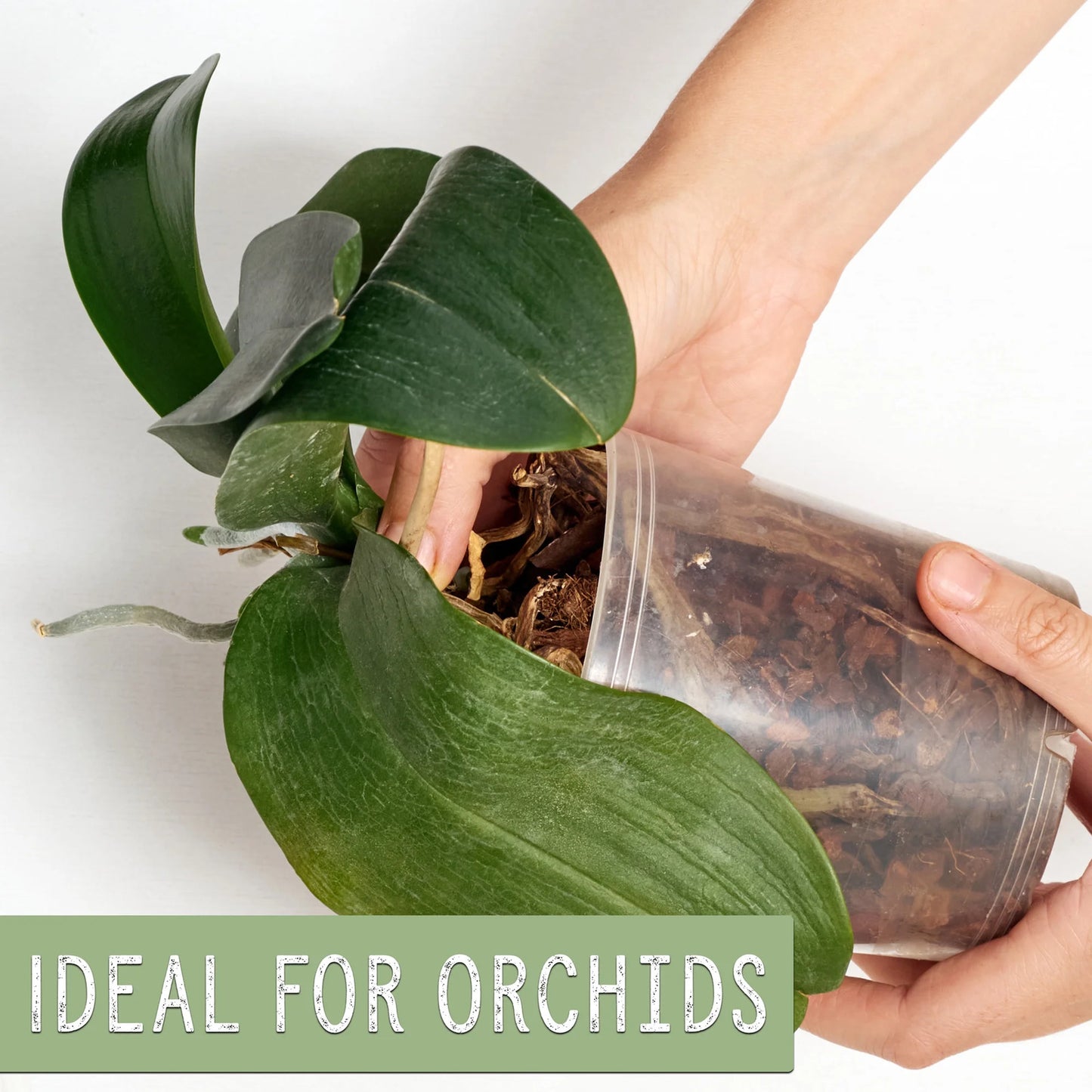 100% Organic Orchid Potting Bark (2 Quarts), All-Natural Usa-Sourced Pine Bark O