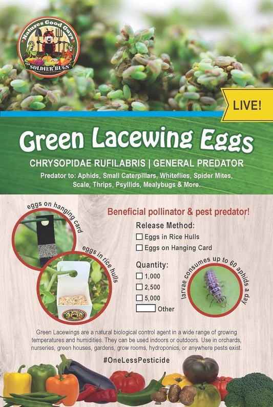 Green Lacewing Eggs - 10,000 Live Eggs Packed in Rice Hulls