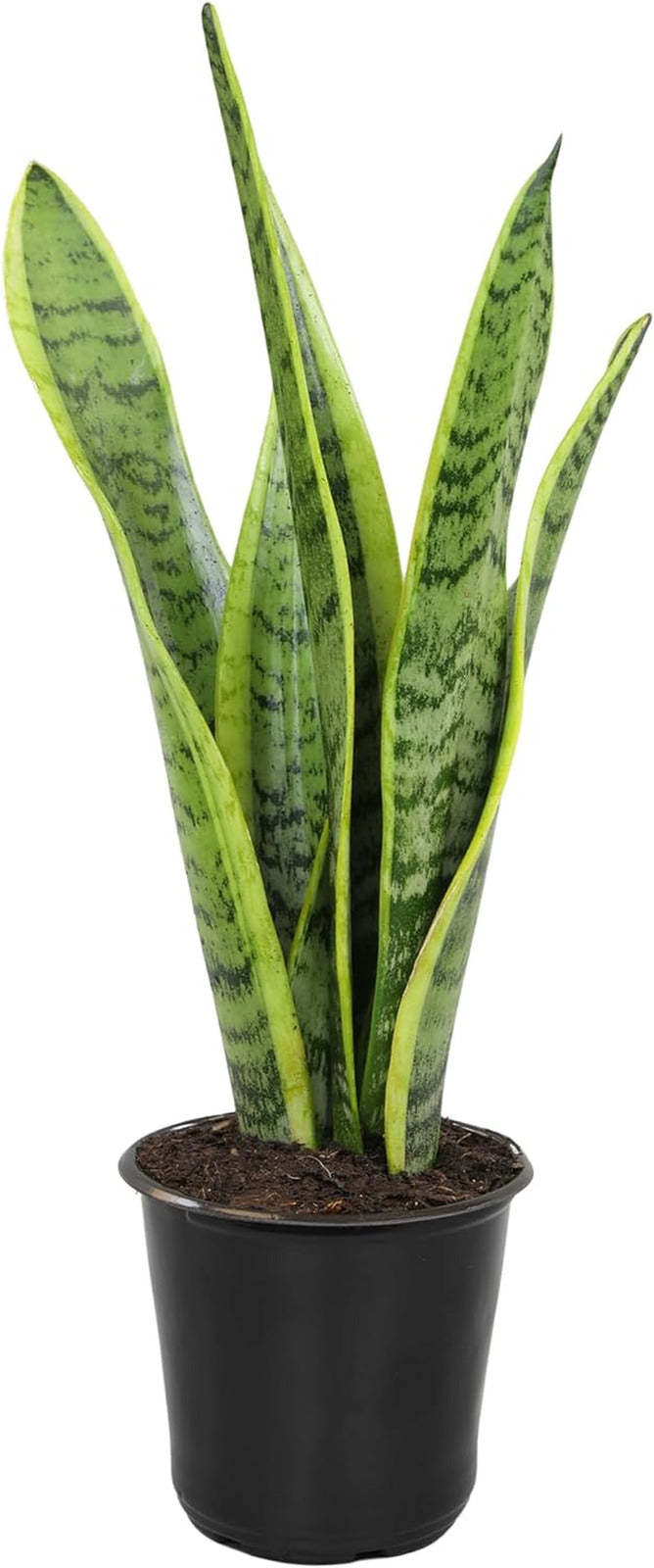 Live Snake Plant, Sansevieria Trifasciata Laurentii, Fully Rooted Indoor House P