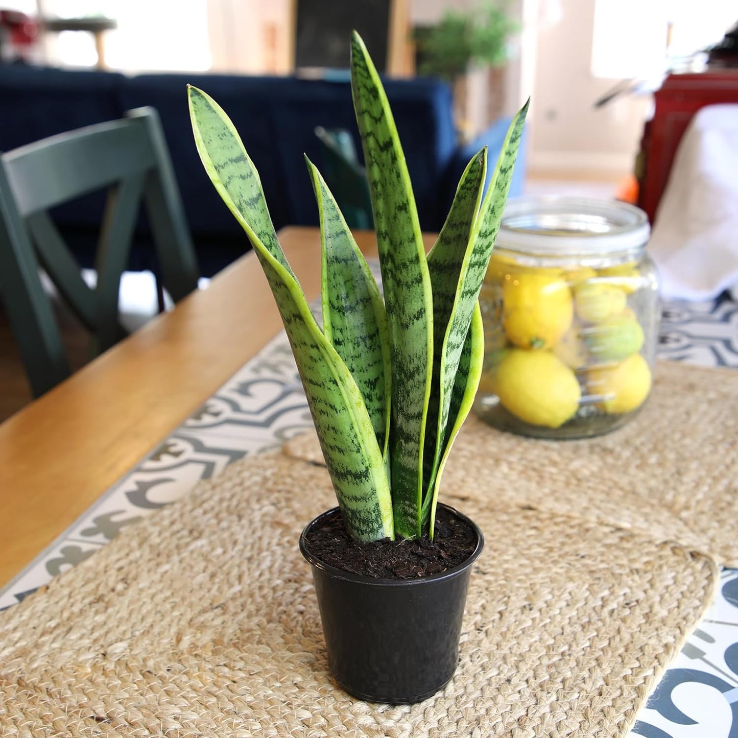 Live Snake Plant, Sansevieria Trifasciata Laurentii, Fully Rooted Indoor House P