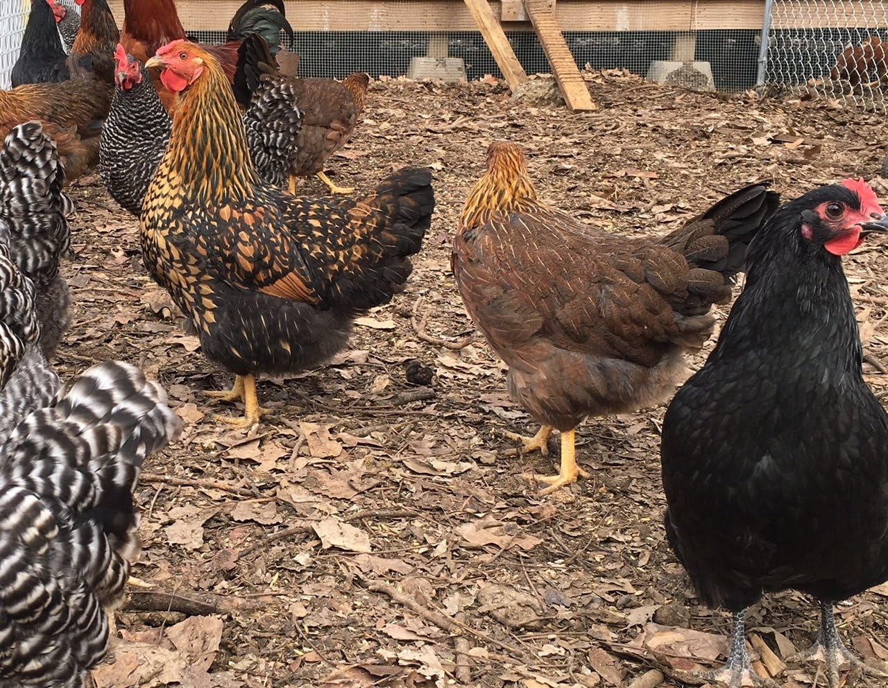 Chicken Hatching Eggs Raised on Organic (12 Eggs)