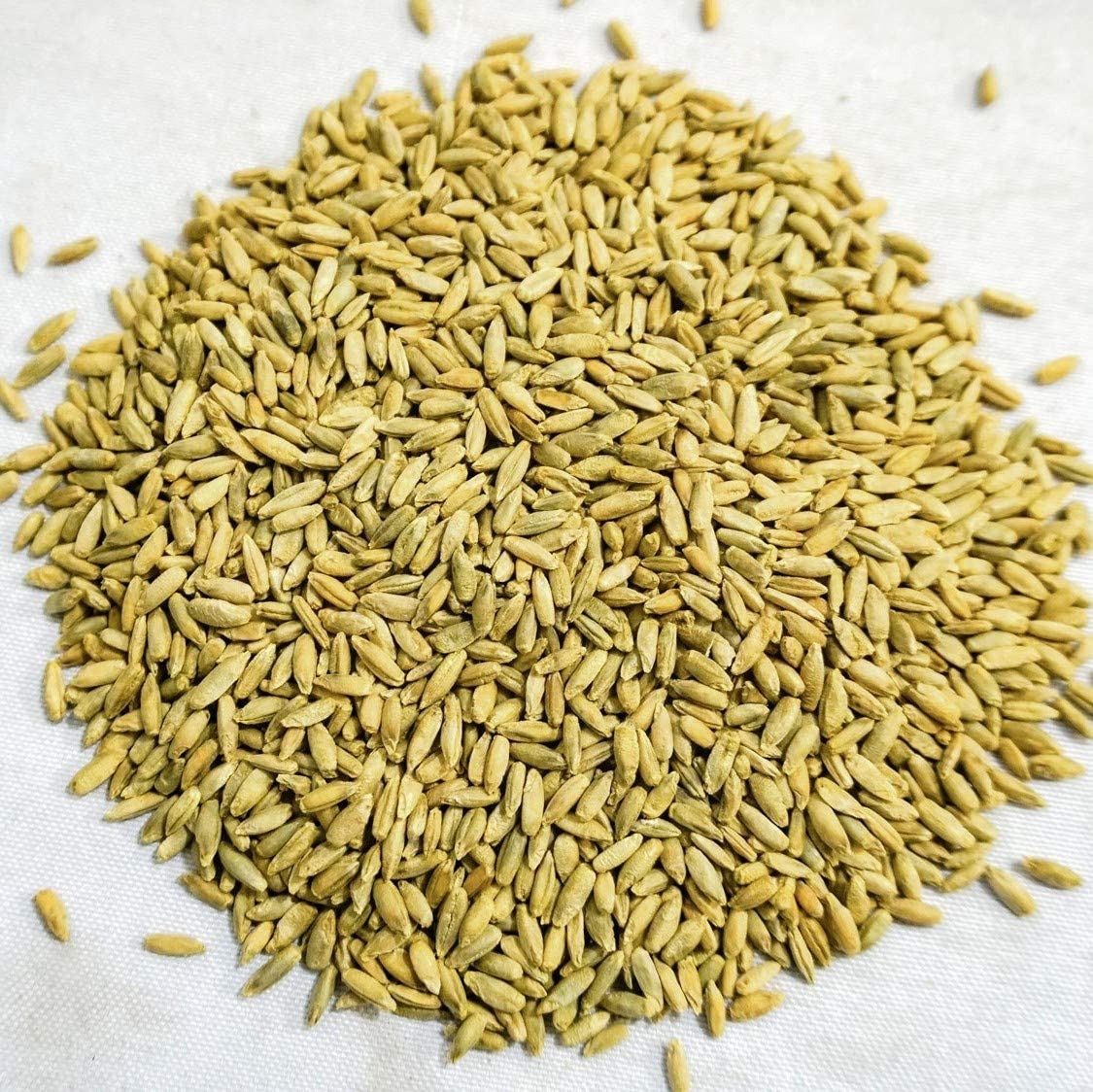 Organic Winter Rye Seeds, Non-Gmo (1 Lb)