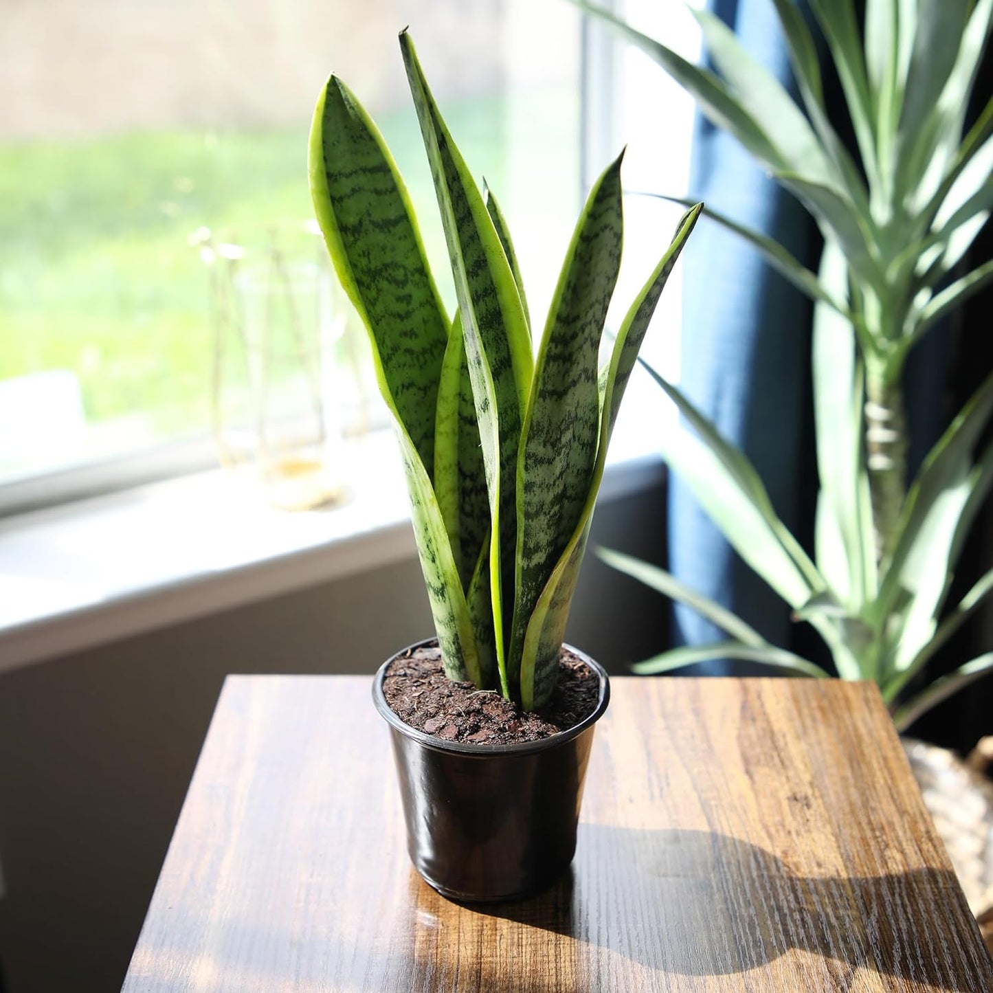 Live Snake Plant, Sansevieria Trifasciata Laurentii, Fully Rooted Indoor House P