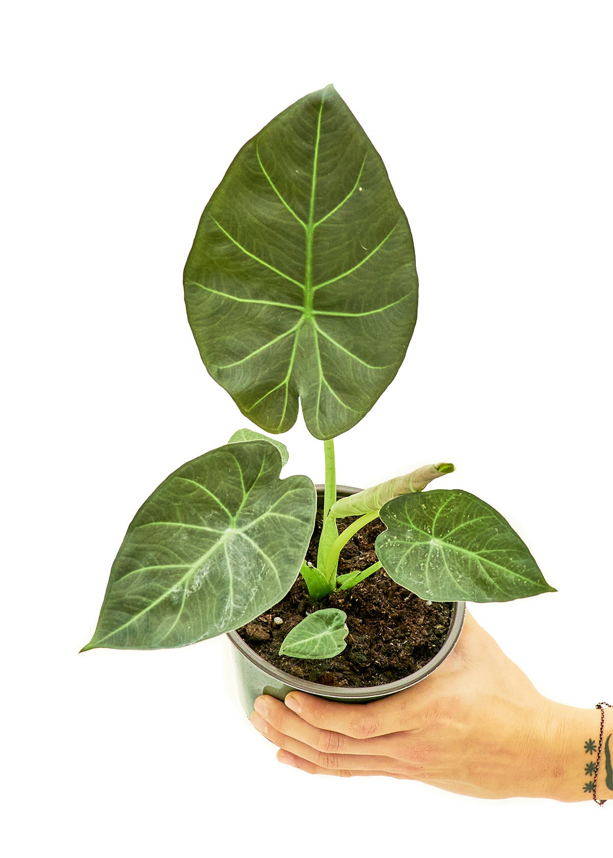 Alocasia 'Regal Shields', Medium