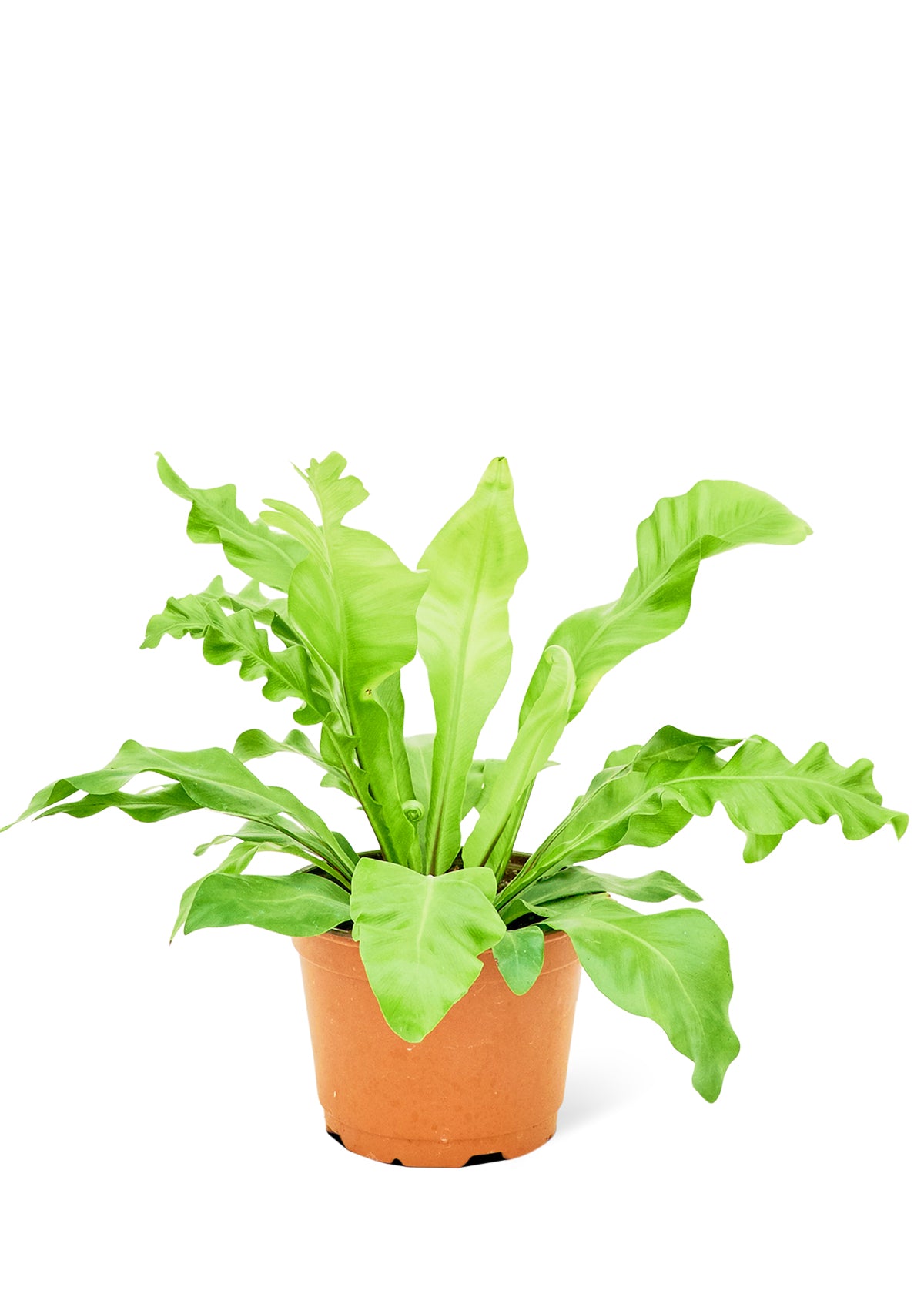 Bird's Nest Fern, Medium