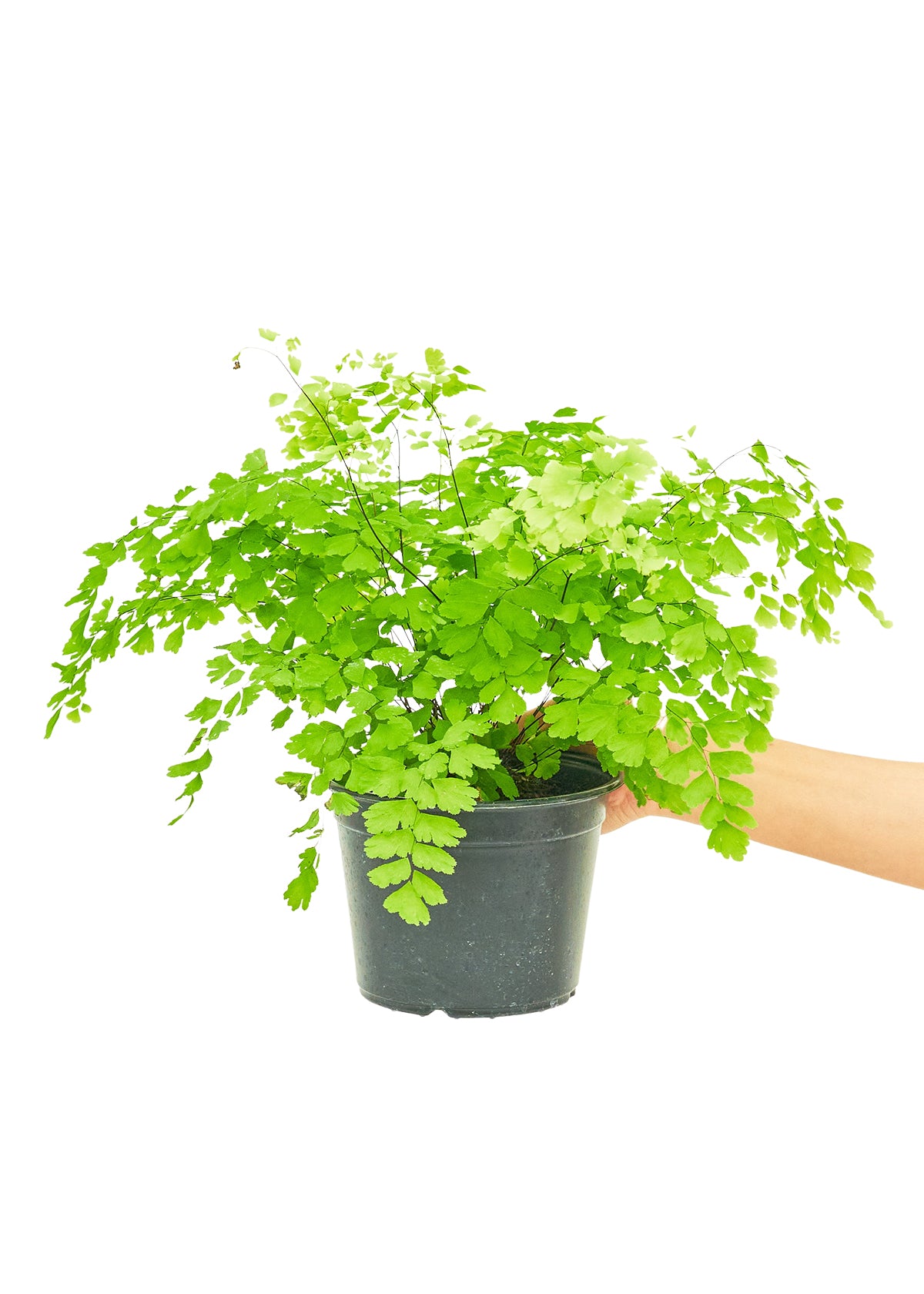 Maidenhair Fern, Medium