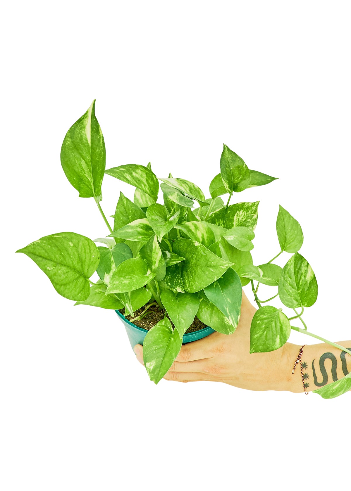 Golden Pothos, Medium